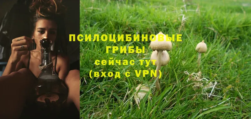 ссылка на мегу   Зарайск  Галлюциногенные грибы Psilocybe 